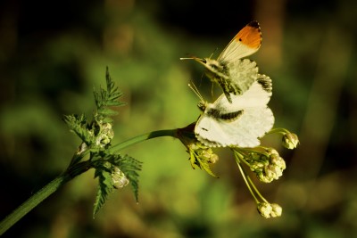Orange Tips, South Duffield, North Yorkshire