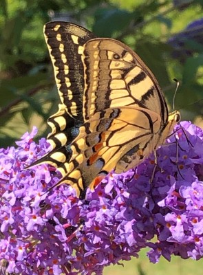 Swallowtail nectaring on Buddleia.South Cambridgeshire Garden.16.7.22.jpg