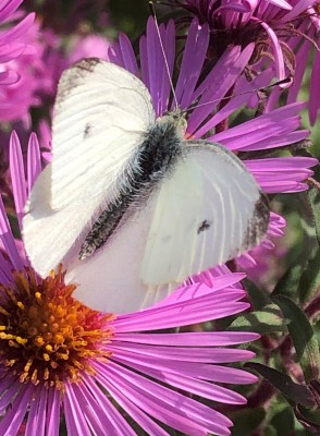 Small White feeding on Asters in my South Cambridgeshire garden.