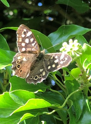 Speckled Wood.RSPB Fowlmere.Cambs.26.8.23.jpg