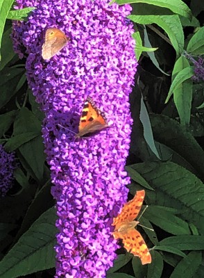 Meadow Brown, Small Tortoiseshell, Comma on Buddleia.South Cambridgeshire Garden.8.7.22.jpg