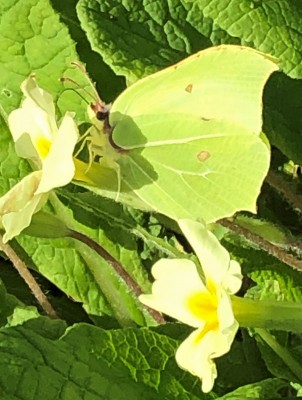 Brimstone feeding on Primroses. South Cambridgeshire Garden.15.3.22.jpg