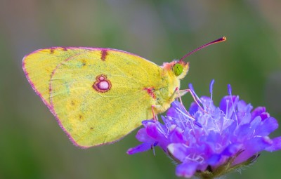 Clouded Yellow - Martin Down, 11th August 2021