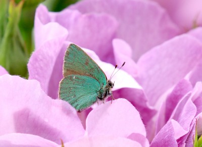 green hairstreak on garden rose.June 2021