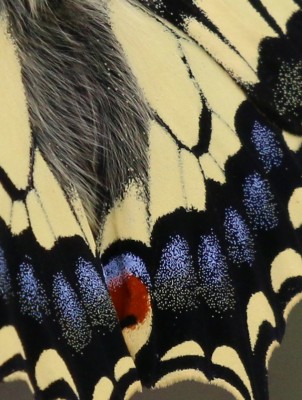 Swallowtail close up. June 2021