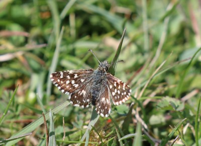 grizzled skipper, Foulden , Norfolk