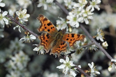 Comma