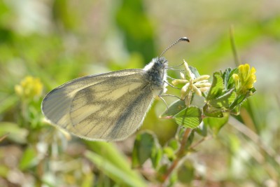 Wood White