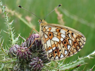 Small Pearl-bordered Fritillary 17/06/2020 Balerno, Lothians