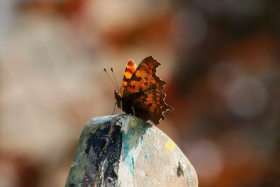 Comma butterfly on ladder 27/08/2021 Cupar, Fife