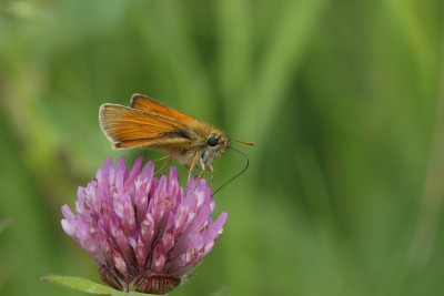 Small Skipper 08/07/2021 Aberlady, East Lothian.