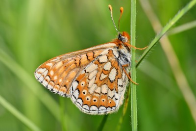 Marsh Fritillary.jpg