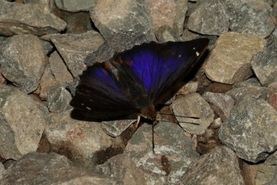 A VERY purple Purple Emperor