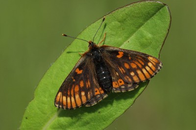 A melanic Marsh in the meadow in May