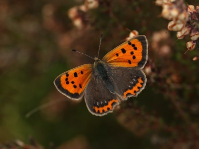 Small Copper ab. caeruleopunctata - 20.09.2024 - Kirkby Moor Nature Reserve, Lincolnshire - Toby Ludlow.JPG