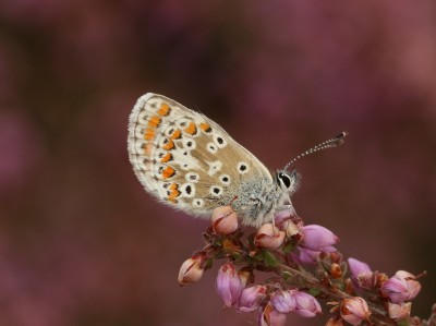 Brown Argus (Underside) - 25.09.2024 - Kirkby Moor Nature Reserve - Toby Ludlow - Crop 43.JPG