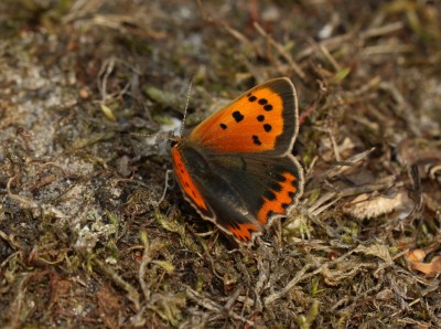 Small Copper ab. subradiata - 20.09.2024 - Kirkby Moor Nature Reserve, Lincolnshire - Toby Ludlow.JPG