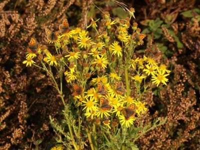 Small Copper Collection on Ragwort - 20.09.2024 - Kirkby Moor Nature Reserve, Lincolnshire - Toby Ludlow.JPG