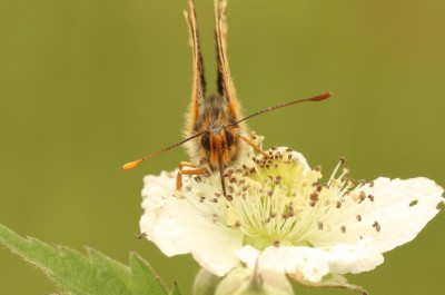 Marsh Fritillary with different-coloured antennae (head on, close-up) - 25.05.2022 - Little Scrubbs Meadow, Chambers Farm Wood.jpg