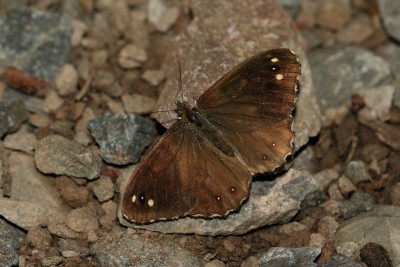 The Unspeckled Wood