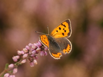 Small Copper ab. cupreopunctata (Tutt) - 25.09.2024 - Kirkby Moor Nature Reserve - Toby Ludlow - Crop 43.JPG