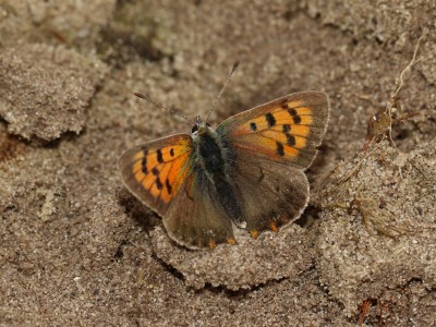 Small Copper (ab. radiata (extreme)) - 25.09.2024 - Kirkby Moor Nature Reserve - Toby Ludlow.JPG