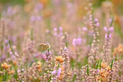 Brown Argus