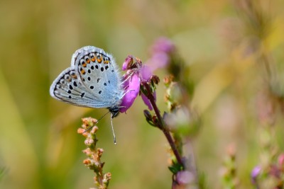 Silver-Studded Blue