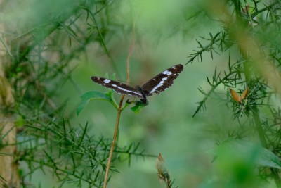 White Admiral