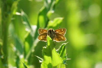 Facing up to a Large Skipper, Musselburgh