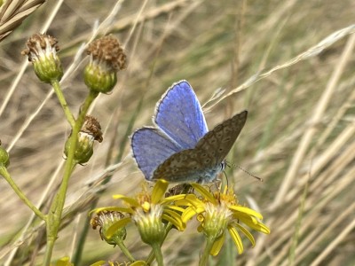 Common Blue male<br />Essex Sea Wall 27/08/2024