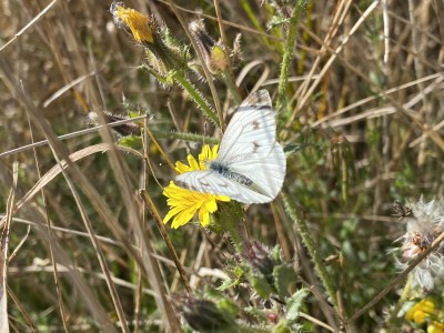 Green-veined White female<br />Wallasea Island 14/09/2024