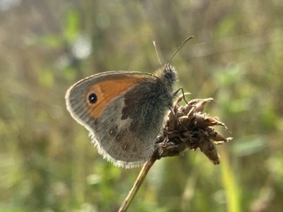 Small Heath<br />Great Notley Country Park 06/09/2024