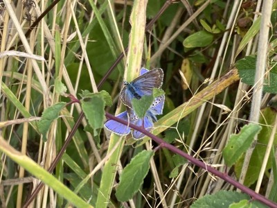 Common Blue male and female<br />Great Holland Pits 26/08/2024