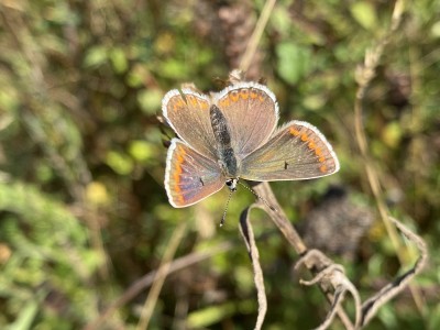 Brown Argus female<br />Johnson's Meadow West 13/09/2024