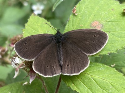 Ringlet male<br />Pound Wood 28/06/2024