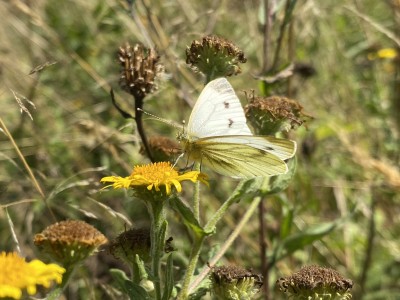 Green-veined White female<br />Johnson's Meadow West 13/09/2024