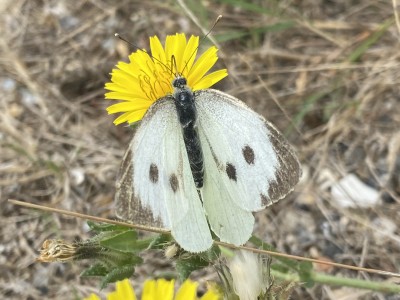 Large White female<br />Wallasea Island 07/09/2024