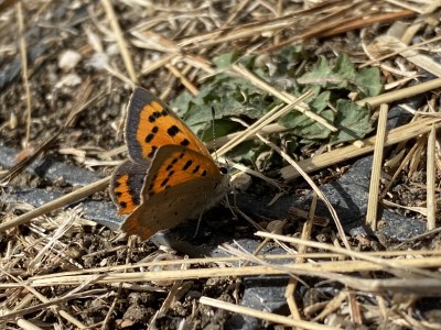 Small Copper female<br />Baddow Meads 12/09/2024