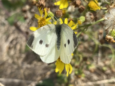 Small White female<br />The Naze 15/09/2024