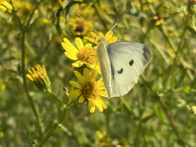 Small White female<br />Hatfield Forest 18/09/2024