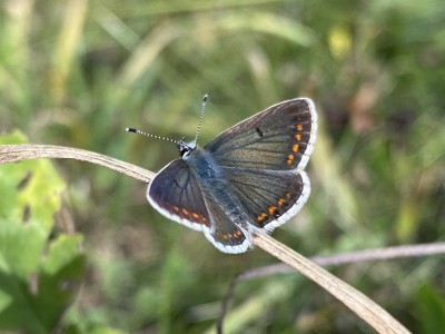 Brown Argus male<br />Lingwood Common 11/09/2024