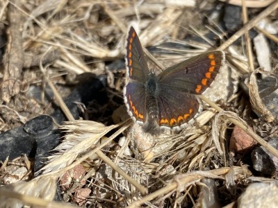 Brown Argus female<br />Baddow Meads 12/09/2024