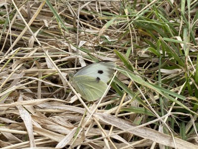 Large White female<br />Baddow Meads 12/09/2024