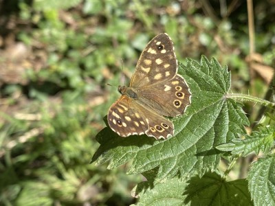 2024.09.13 Speckled Wood Willow Park 001.jpg