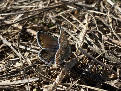 Common Blue female x 3<br />Wallasea Island 14/09/2024