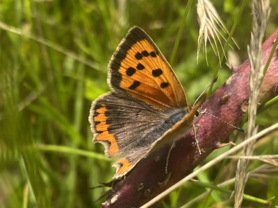 Small Copper female<br />Friday Wood 11/07/2024