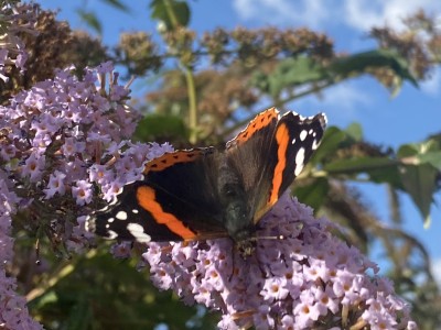 Red Admiral<br />Garden Meadgate, Chelmsford 03/09/2024