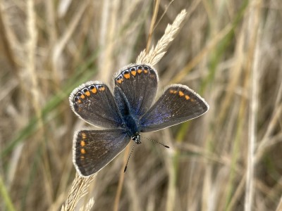 Common Blue female<br />Wallasea Island 07/09/2024