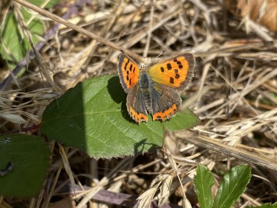 Small Copper female<br />Benfleet Downs 17/09/2024